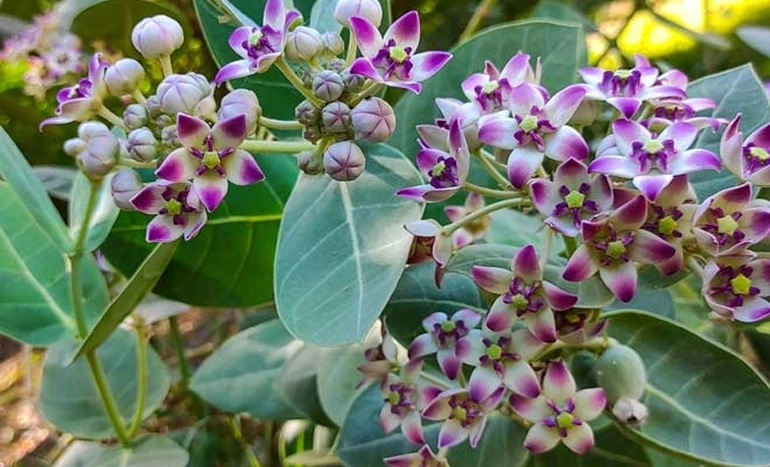 Aak Tree - Medicinal Plant