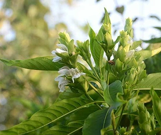 Aadusa Tree Leaves - Medicinal Properties
