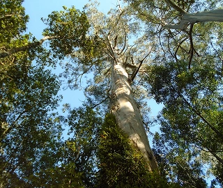 Alpine Ash Tree Characteristics
