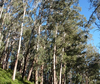 Alpine Ash Tree Propagation
