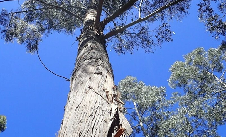 Alpine Ash Tree - Eucalyptus delegatensis