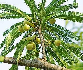 Amla Tree Characteristics
