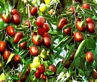 Apple Bear Conservation Efforts