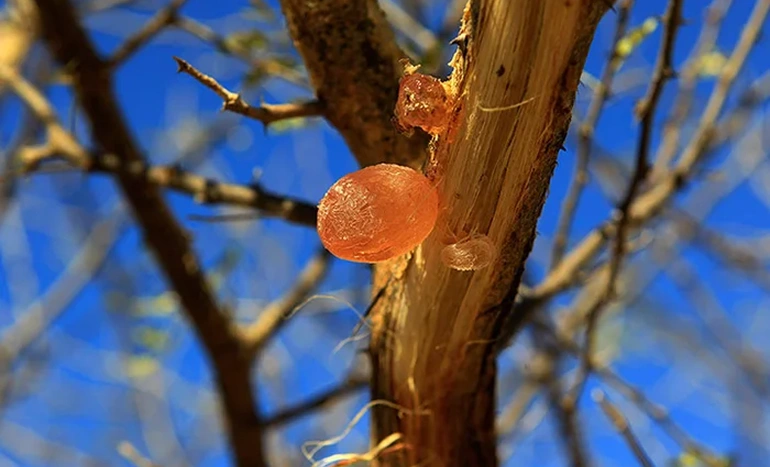 Arabian Gum Tree - Acacia Senegal