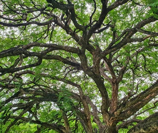Australian Rosewood Tree - Beautiful Foliage