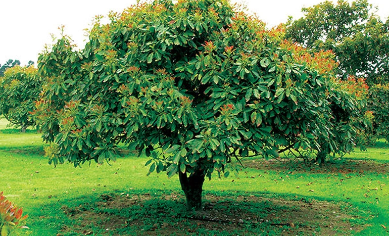 Avocado Tree - Persea americana