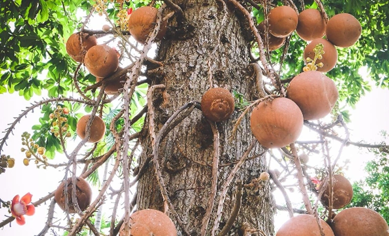 Aadusa Tree - Medicinal Plant