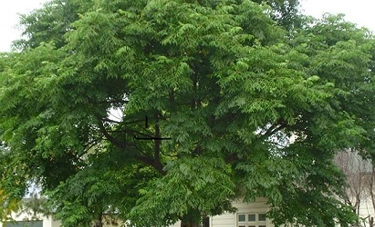 Aadusa Tree - Medicinal Plant