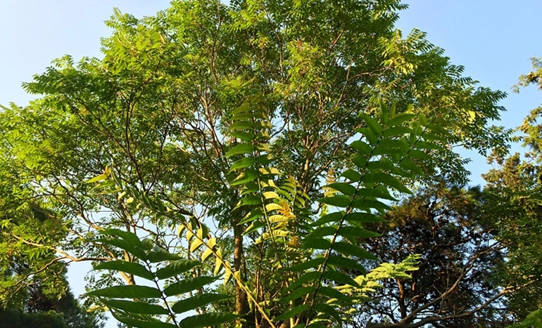 Aadusa Tree - Medicinal Plant