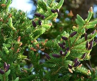 Aadusa Tree Plantation