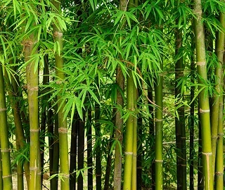 Aadusa Tree Plantation