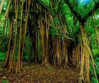 Aadusa Tree Leaves - Medicinal Properties