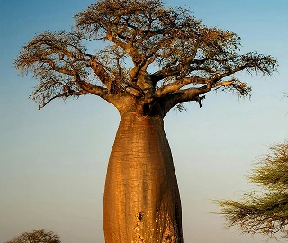 Aadusa Tree in Ayurvedic Medicine