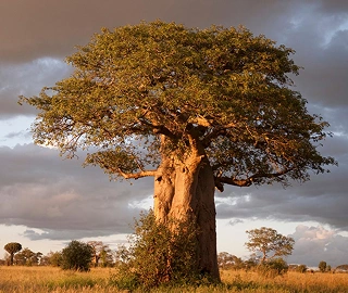 Aadusa Tree Plantation