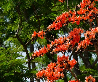 Aadusa Tree Environmental Benefits