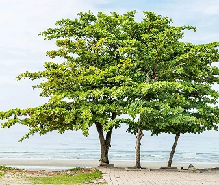 Aadusa Tree Plantation