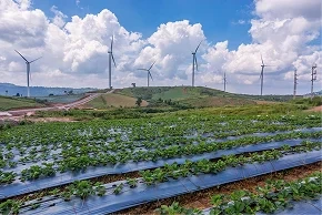 Agroforestry for bioenergy