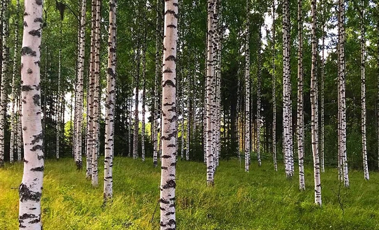 Aadusa Tree - Medicinal Plant