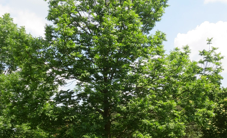 Aadusa Tree - Medicinal Plant