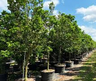 Aadusa Tree Plantation