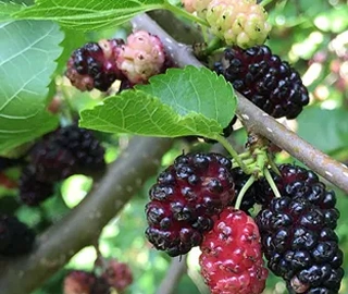 Aadusa Tree in Ayurvedic Medicine