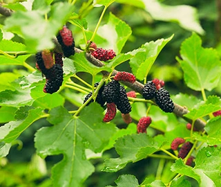Aadusa Tree Plantation