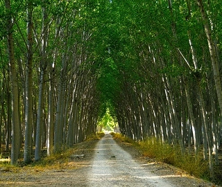 Aadusa Tree Plantation