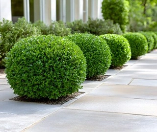 Aadusa Tree Leaves - Medicinal Properties