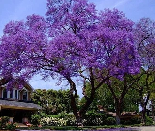 Aadusa Tree Environmental Benefits