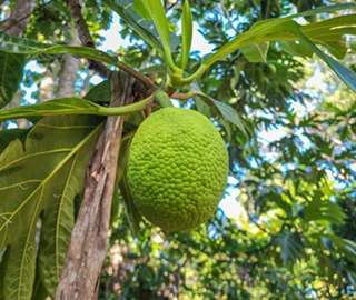 Aadusa Tree Leaves - Medicinal Properties