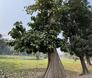 Aadusa Tree Leaves - Medicinal Properties