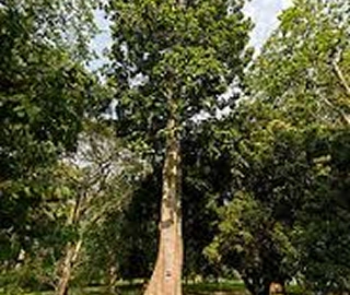 Aadusa Tree Environmental Benefits