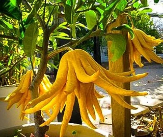 Aadusa Tree Leaves - Medicinal Properties