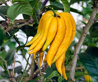 Aadusa Tree Environmental Benefits