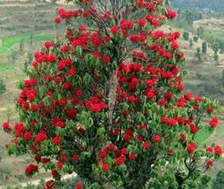 Aadusa Tree Environmental Benefits