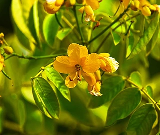 Aadusa Tree Environmental Benefits