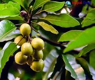 Aadusa Tree Leaves - Medicinal Properties
