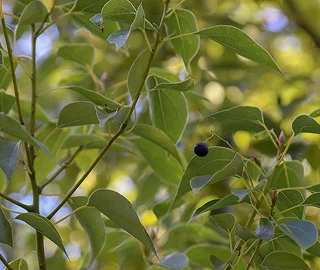 Camphor Oil Production