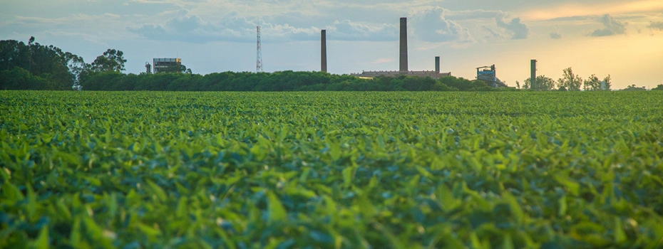 Cover crops growing in a field
