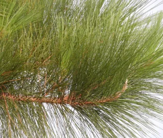 Caribbean Pine Tree Forest
