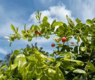 Carissa carandas Tree Forest