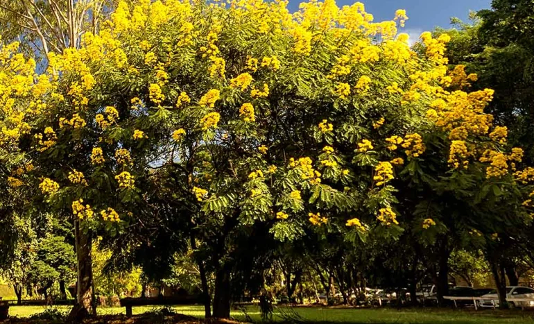 Cassia Tree - Golden Shower Tree