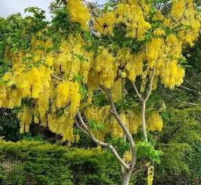 Cassia Tree Golden Flowers