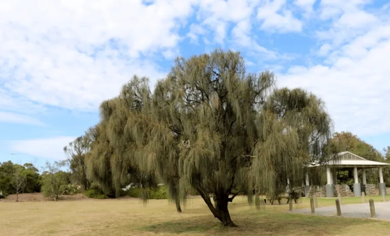 Casuarina Tree - Nature's Whispering Guardian