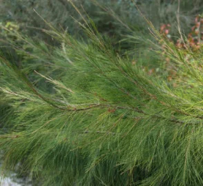 Casuarina Needle-like Foliage