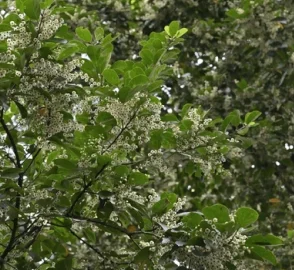 Ceylon Olive Products