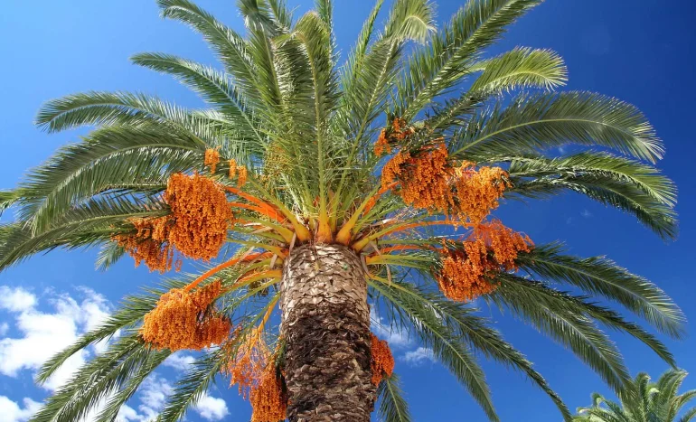 Ceylon Date Palm Tree - Nature's Sweetest Treasure