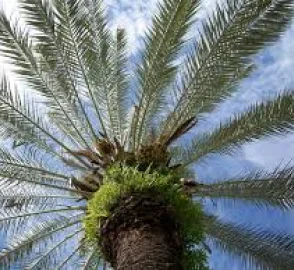Date Palm Fronds