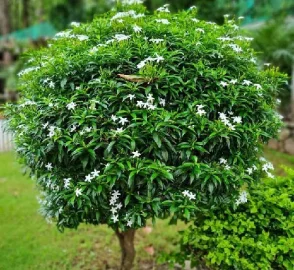 Chandni Tree in Garden