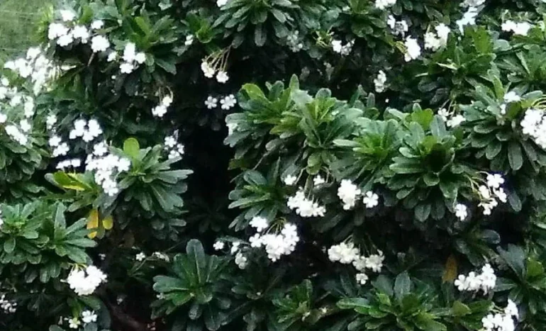 Chafa Tree - Nature's Fragrant Wonder